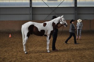 Approved Paint Horse Show 2017